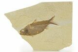 Detailed Fossil Fish (Knightia alta) - Wyoming #331072-1